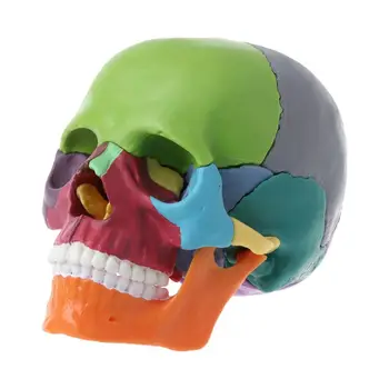 15buc/set Demontat Culoare Craniu Anatomice Model Detașabil Medicale Teachi 2