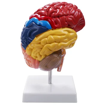 Cerebrale Anatomice Model De Anatomie 1:1 Jumătate De Creier Trunchiul Cerebral Predare Laborator Consumabile 6