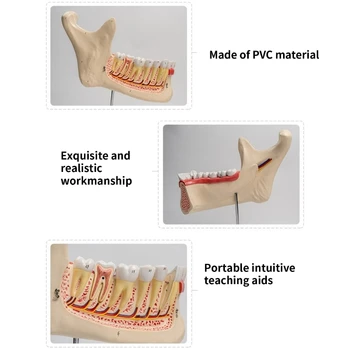De trei Ori Dimensiunea de Viață Dinții de Jos Anatomie Model pentru Formare profesională 12